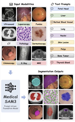 MedicalSAM3.jpg